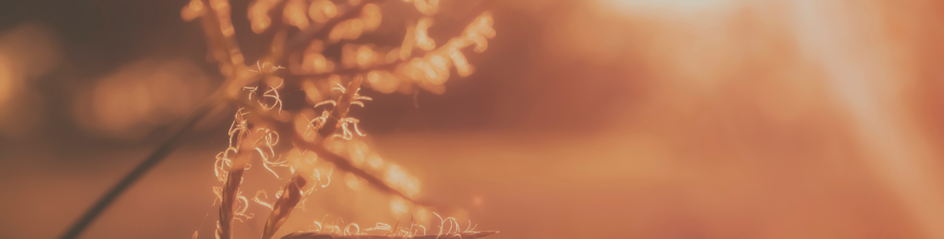 Join Our Mall Walking Program